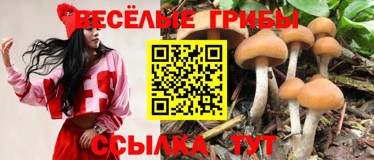Галлюциногенные грибы Cubensis  Галлюциногенные грибы прущие грибы  что такое   Вход с VPN  Вологда 